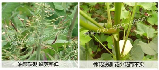 春季作物為什么需要大量用硼肥? 春季作物為什么需要大量用硼肥?