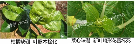 春季作物為什么需要大量用硼肥? 春季作物為什么需要大量用硼肥?