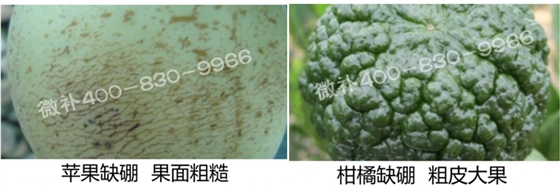 蘋果柑橘缺硼 蘋果柑橘缺硼