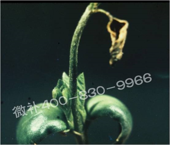 莖尖枯死,到底是缺硼還是缺鈣? 莖尖枯死,到底是缺硼還是缺鈣?