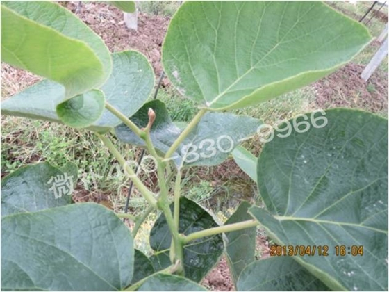 莖尖枯死,到底是缺硼還是缺鈣? 莖尖枯死,到底是缺硼還是缺鈣?