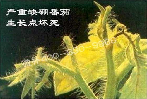 莖尖枯死,到底是缺硼還是缺鈣? 莖尖枯死,到底是缺硼還是缺鈣?