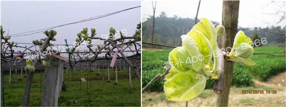 獼猴桃萌芽不齊 獼猴桃萌芽不齊