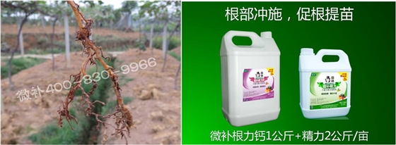 獼猴桃爛根 獼猴桃爛根