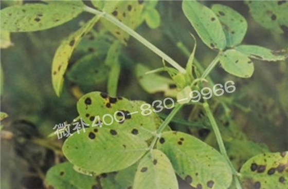 花生缺鉀與花生葉斑病有什么區(qū)別? 花生缺鉀與花生葉斑病有什么區(qū)別?