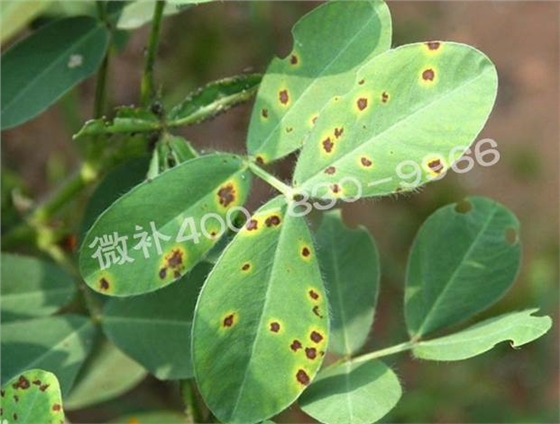 花生葉斑病 花生葉斑病