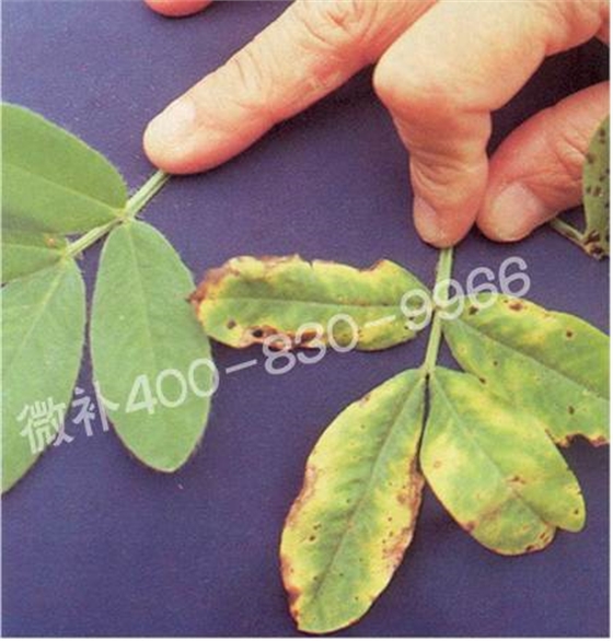 花生缺鉀 花生缺鉀