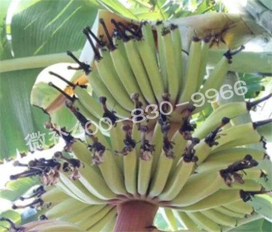 粉蕉抽蕾后如何施肥? 粉蕉抽蕾后如何施肥?