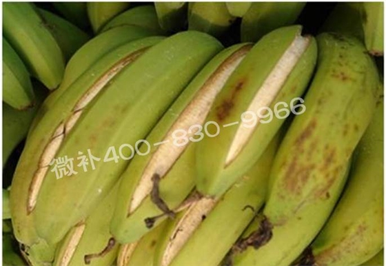 粉蕉抽蕾后如何施肥? 粉蕉抽蕾后如何施肥?