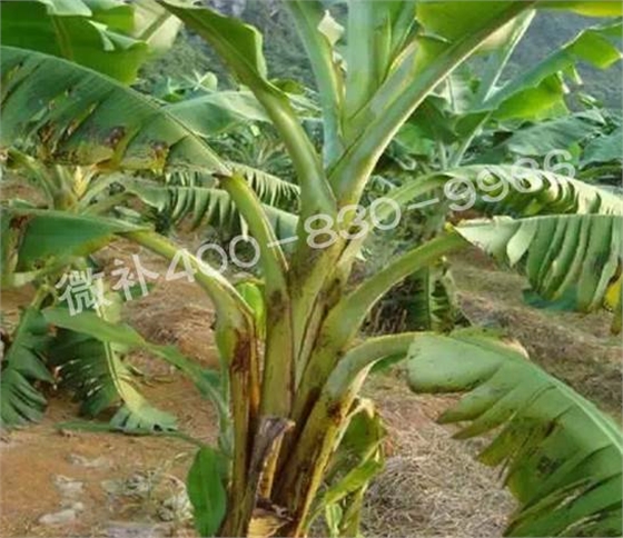 粉蕉抽蕾后如何施肥? 粉蕉抽蕾后如何施肥?