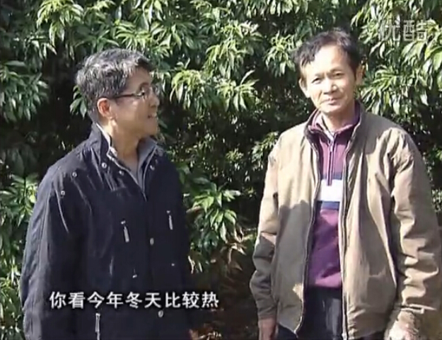 20160201珠江臺(tái)搖錢(qián)樹(shù)：暖冬荔枝易沖梢，如何促花壯花好？看微補(bǔ)