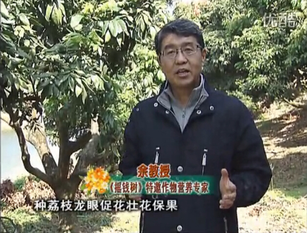 20160215珠江臺(tái)搖錢(qián)樹(shù)：龍眼撒微補(bǔ)倍力、噴花力+碧力，補(bǔ)鈣鎂鋅硼保葉壯花