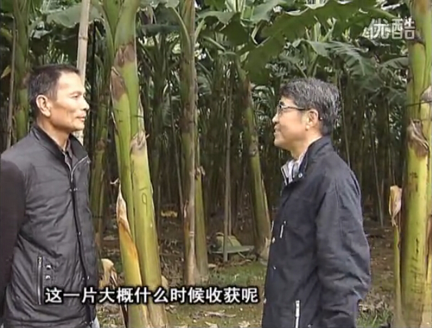 20160222珠江臺(tái)搖錢(qián)樹(shù)：粉蕉用微補(bǔ)方案，抽蕉好、葉干邊爛頭少