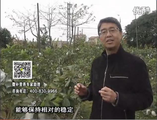 20160328珠江臺(tái)搖錢(qián)樹(shù)：番石榴淋沖微補(bǔ)根力鈣+微補(bǔ)精力，凍后恢復(fù)長(zhǎng)勢(shì)、促進(jìn)開(kāi)花坐果