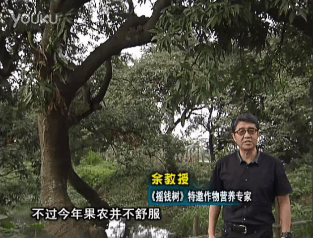 20160523珠江臺(tái)搖錢(qián)樹(shù)：荔枝龍眼用微補(bǔ)方案，膨果好、果硬有品質(zhì)，保樹(shù)綠