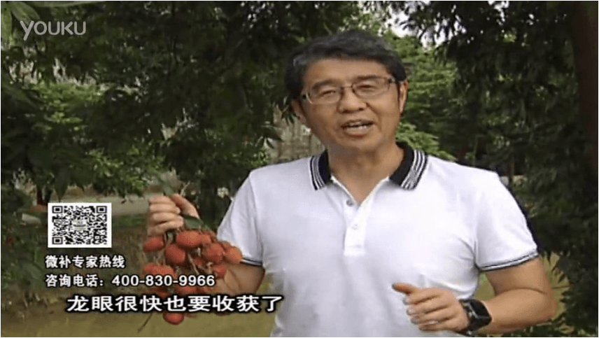 20160627珠江臺(tái)搖錢(qián)樹(shù)：荔枝轉(zhuǎn)色葉噴微補(bǔ)紅果力+蓋力，補(bǔ)充磷鉀鈣，著色增甜果硬