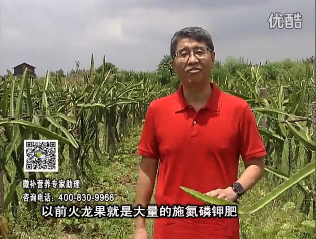 20160711珠江臺(tái)搖錢(qián)樹(shù)：火龍果用微補(bǔ)方案，開(kāi)花坐果好，果實(shí)膨大品質(zhì)高