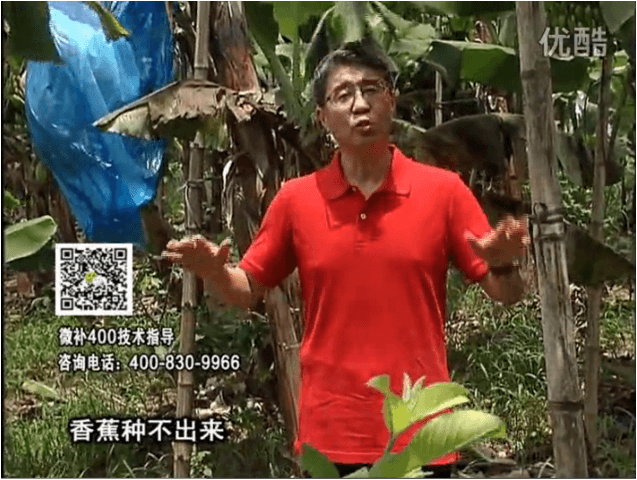 20160725珠江臺(tái)搖錢(qián)樹(shù)：香蕉用微補(bǔ)方案，調(diào)酸防黃化、膨果壯蕉好