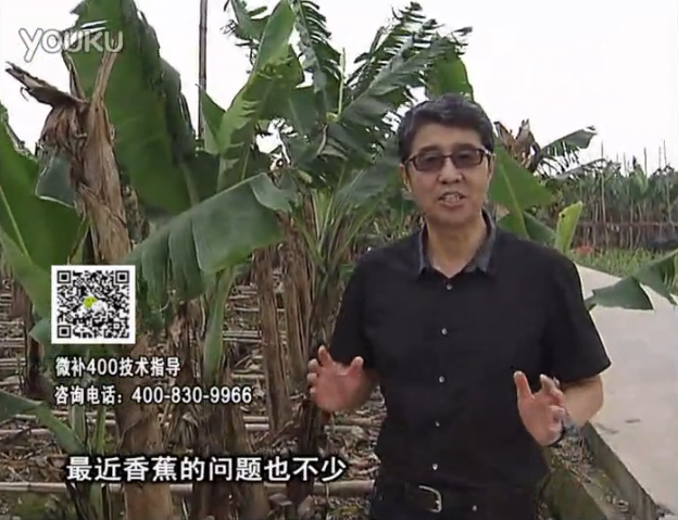 20160502珠江臺(tái)搖錢(qián)樹(shù)：香蕉撒微補(bǔ)倍力、噴果力+碧力，促根保葉、長(zhǎng)勢(shì)快