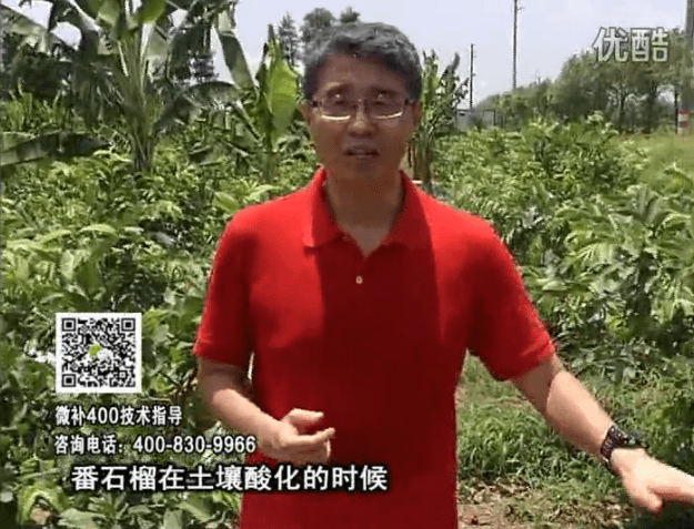 20160808珠江臺(tái)搖錢(qián)樹(shù)：番石榴用微補(bǔ)方案，保葉膨果、增產(chǎn)品質(zhì)高