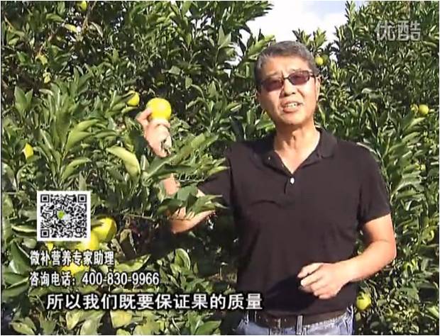 20161212珠江臺搖錢樹：紅江橙淋微補根力鈣+沖力，噴紅果力，樹勢壯，果品質(zhì)好
