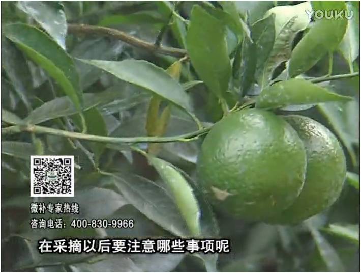 20170109珠江臺搖錢樹：新會柑用微補方案，保樹好，果品質(zhì)高，年年有收獲