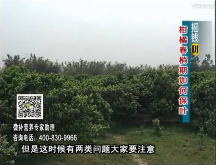 20170327珠江臺搖錢樹：柑橘預防春梢不轉(zhuǎn)綠，撒微補倍力、淋沖力鎂