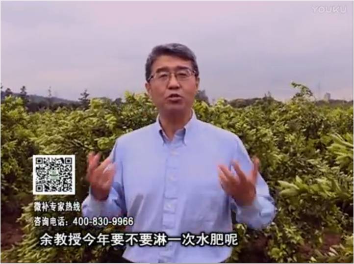 20170424珠江臺(tái)搖錢樹：柑橘樹弱保果難度大，淋沖微補(bǔ)根力鈣+精力+精華粉，保樹保果好