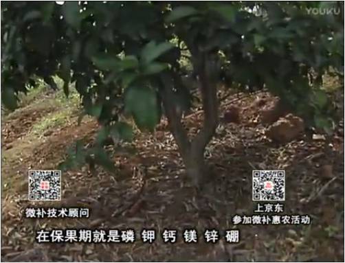 20170417珠江臺(tái)搖錢樹：柑橘噴施微補(bǔ)果力+硼力+精華粉，保果好，果青綠