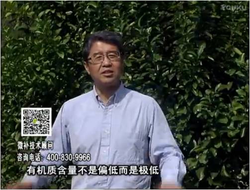 20170327珠江臺搖錢樹：撒施因迪樂有機肥、用因迪樂有機精華粉，調(diào)酸增加果地有機質(zhì)
