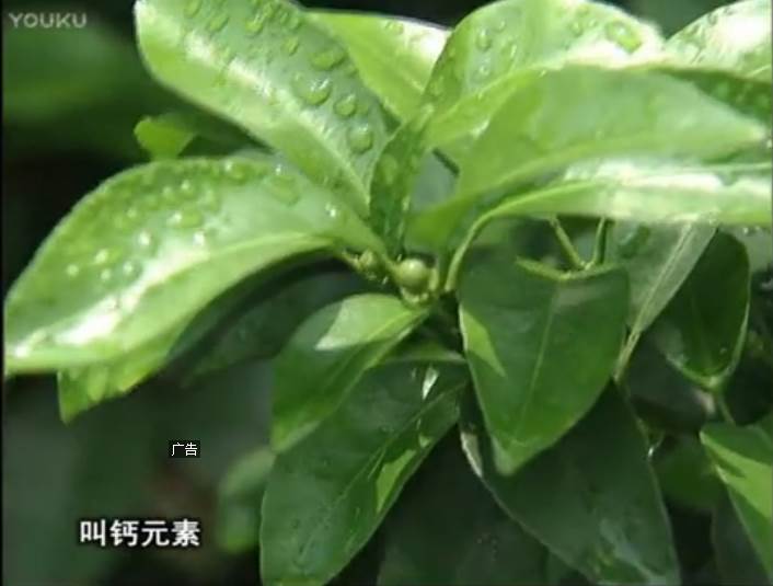20170508珠江臺(tái)搖錢樹：柑橘澆施微補(bǔ)根力鈣，補(bǔ)鈣，促根健壯長勢