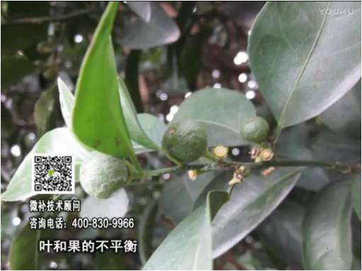 20170501珠江臺(tái)搖錢樹：柑橘噴施微補(bǔ)果力+碧力、淋根力鈣+沖力鎂，穩(wěn)果少落果，促根壯長勢