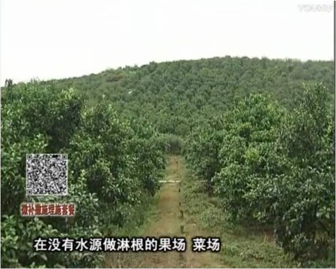 20170703珠江臺(tái)搖錢樹：雨水多樹勢弱，撒施因迪樂調(diào)酸促根壯長勢