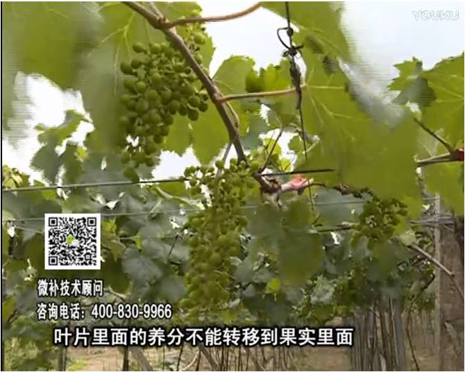 20170717珠江臺(tái)搖錢樹：果實(shí)補(bǔ)鈣充足，噴施螯合鈣+精華液+保葉素，品質(zhì)高、耐存儲(chǔ)