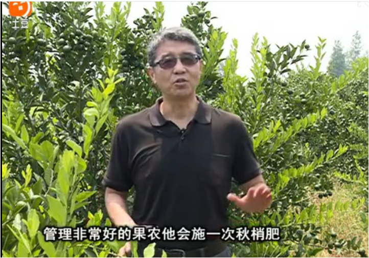 20170904珠江臺(tái)搖錢樹：柑橘用因迪樂，樹勢健壯、果品質(zhì)高