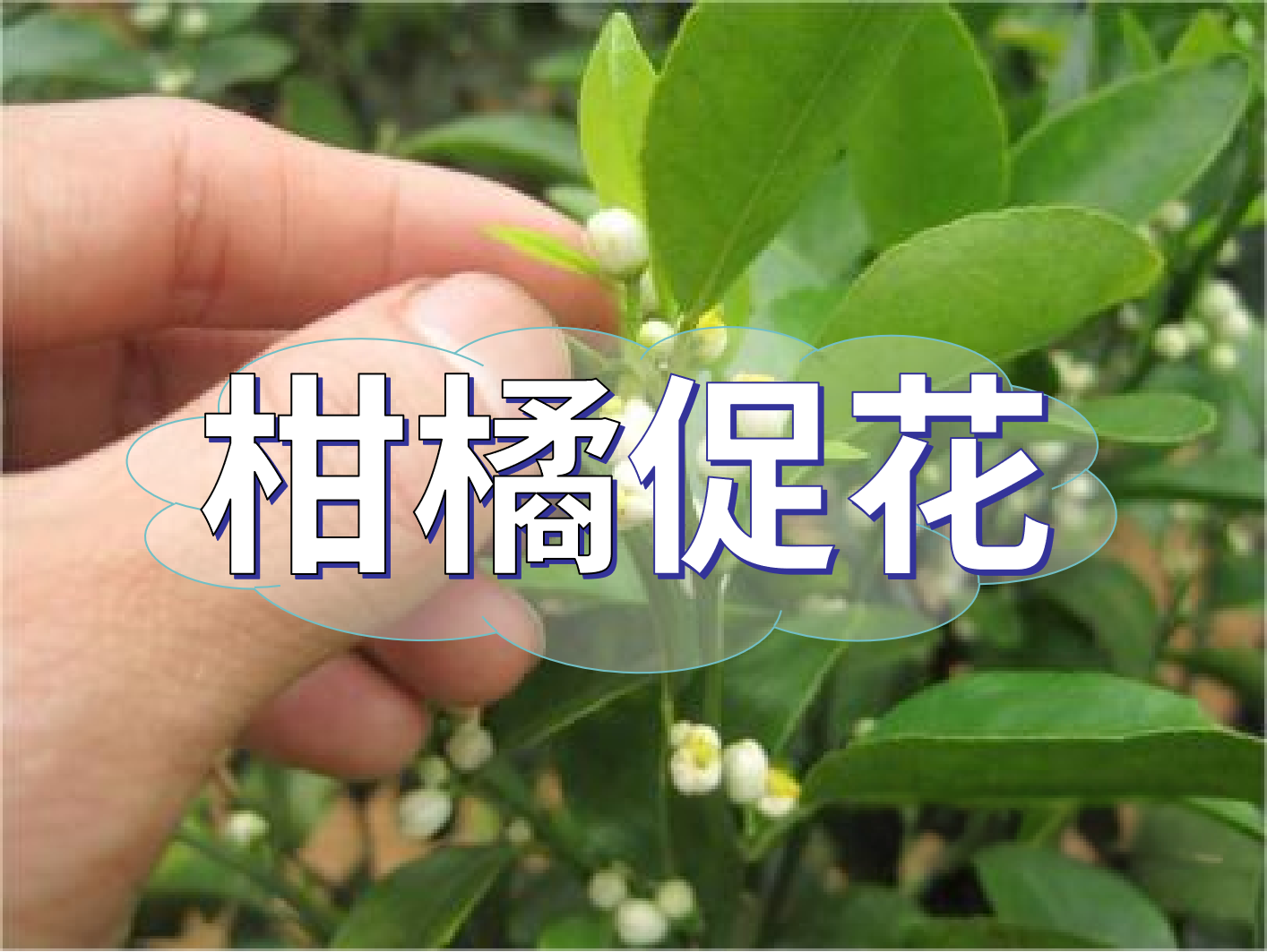 到了柑橘秋梢期，什么時候促花？