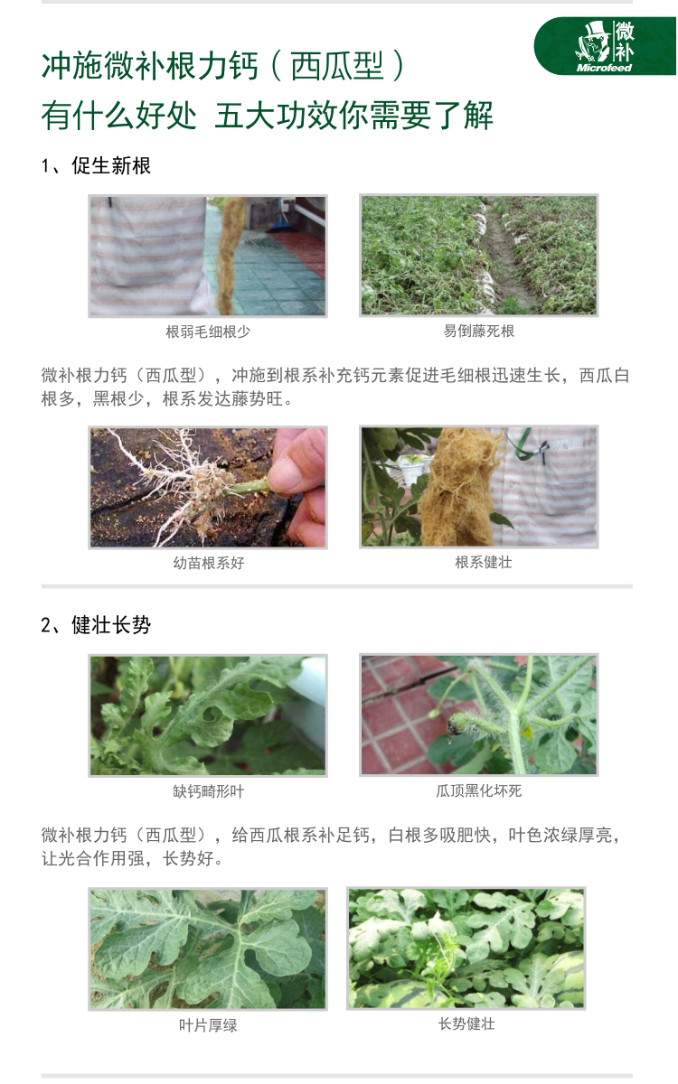 微補根力鈣西瓜