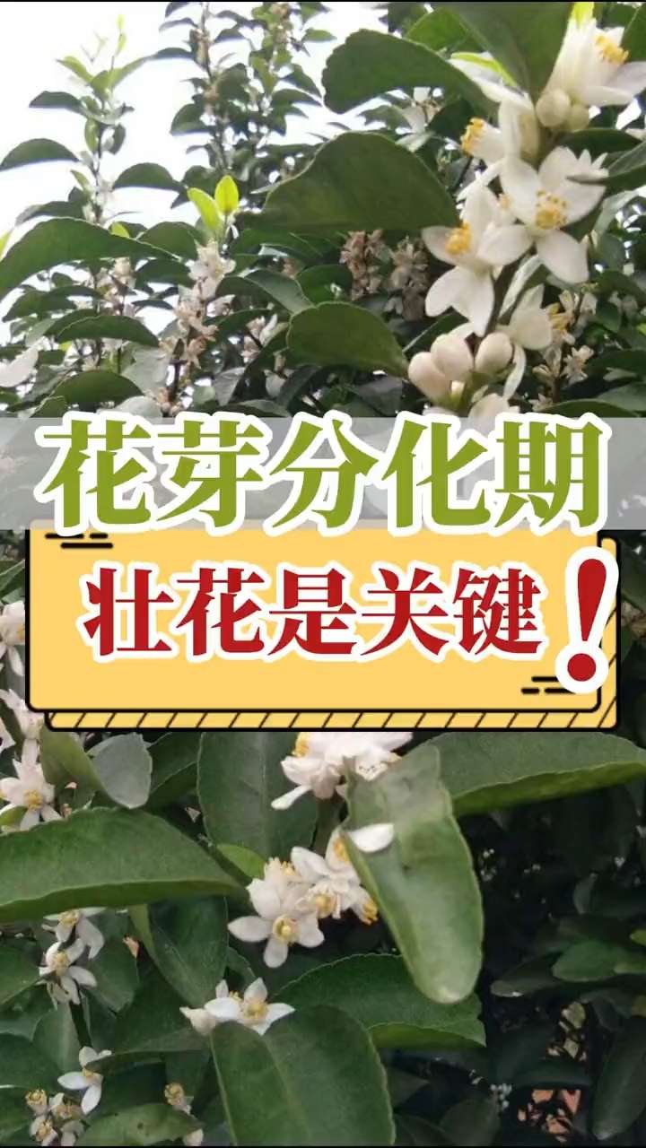 花芽分化期，壯花是關鍵！