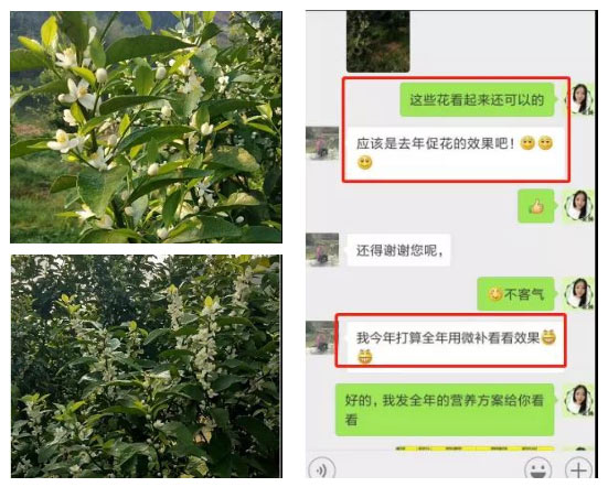 秋梢期，柑橘果農(nóng)都在做這件事……